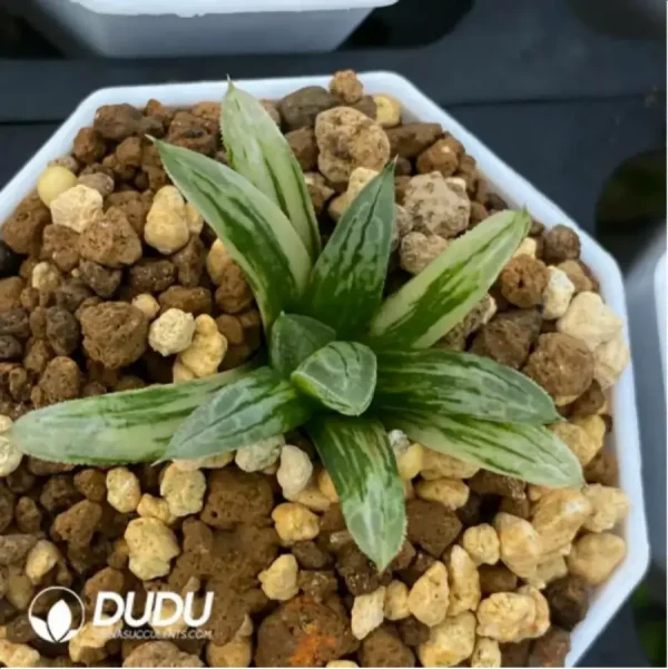 1756115777-1-1662.webp Haworthia Love life magnifica Variegated - Image 1