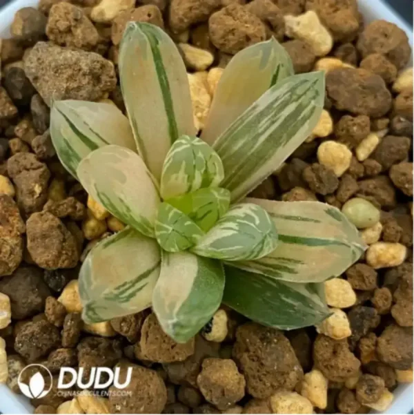 Haworthia Red House Variegated - Image 1