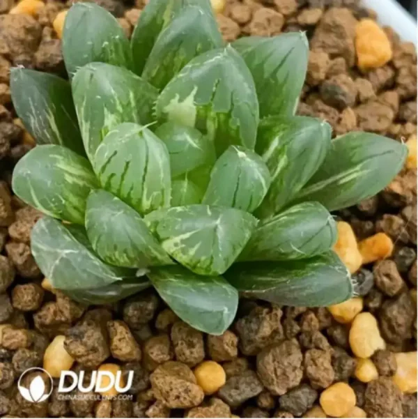 Haworthia viscosa variegated - Image 1
