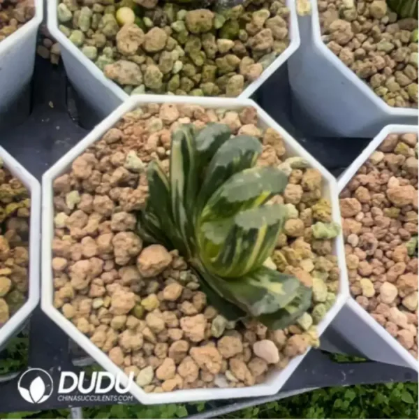 1756115781-1-1658.webp Haworthia truncata 'Hakusai' f. variegata - Image 1