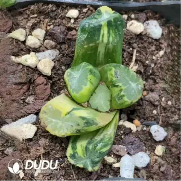 Haworthia Overlord Maughanii Variegated - Image 1