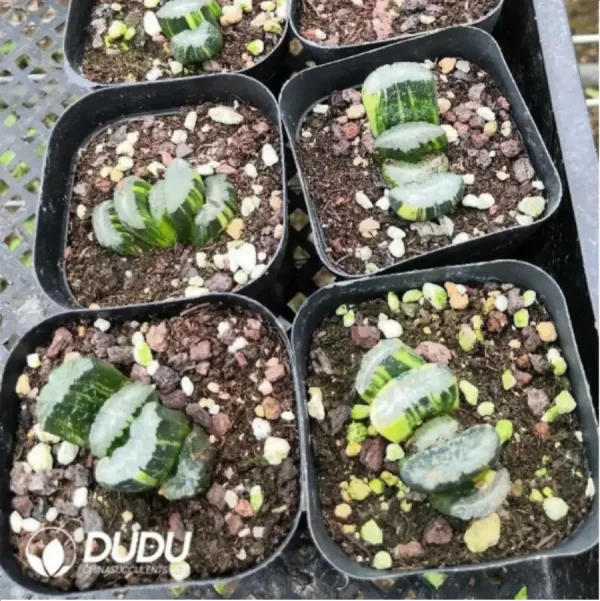 1756115783-1-1656.webp Haworthia Truncata Variegated - Image 1