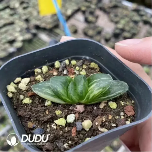 1756115784-1-1654.webp Haworthia Jingzhongyue Variegated - Image 1