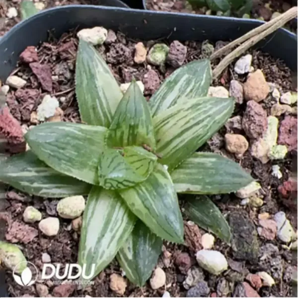 1756115787-1-1652.webp Haworthia Red Fuji Variegated - Image 1