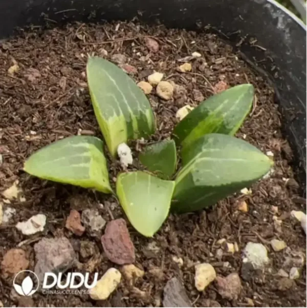 Haworthia Muyeke Variegated - Image 1