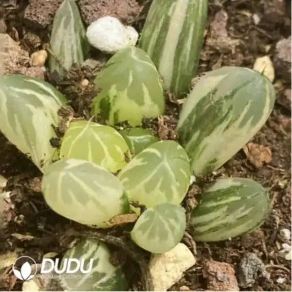 1756115789-1-1650.webp Haworthia Cooperi Variegated #7 - Image 1