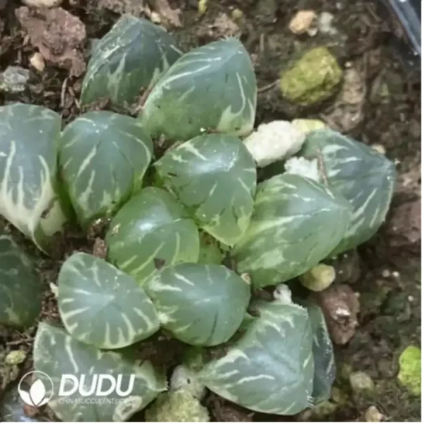 Haworthia Cooperi Variegated #6 - Image 1