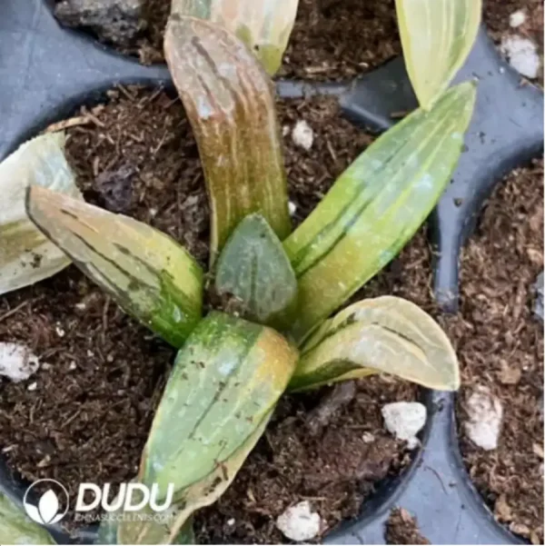 Haworthia Epang Palace Variegated - Image 1