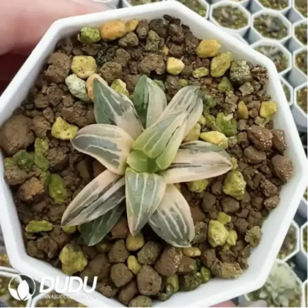 1756115792-1-1018.webp Haworthia Emelyae Hongwen - Image 1