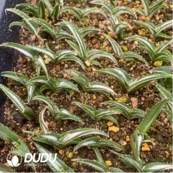 Agave Baozhu Mediopicta(Small) - Image 1