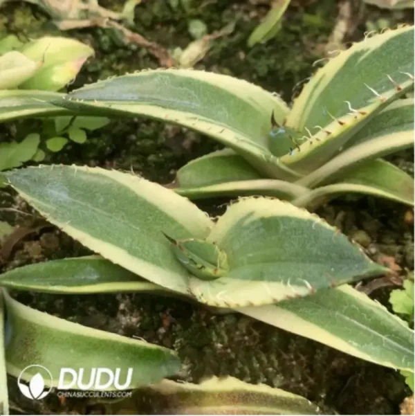 Agave Black Panther Marginata Variegated White - Image 1