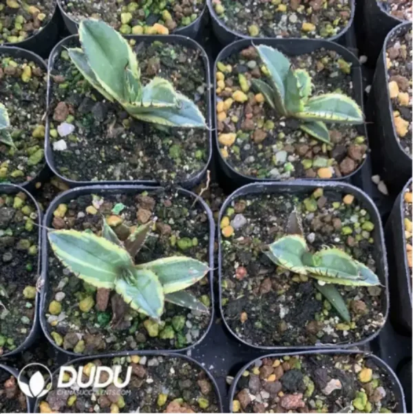 1756115795-1-1646.webp Agave Blue Whale Marginata Variegated Yellow - Image 1