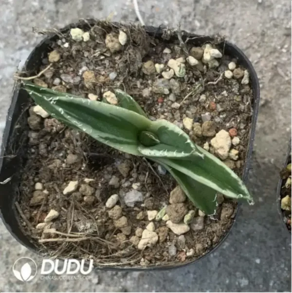 Agave Titanota Sad Variegate - Image 1