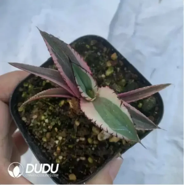 Agave Black Fire Variegate White - Image 1