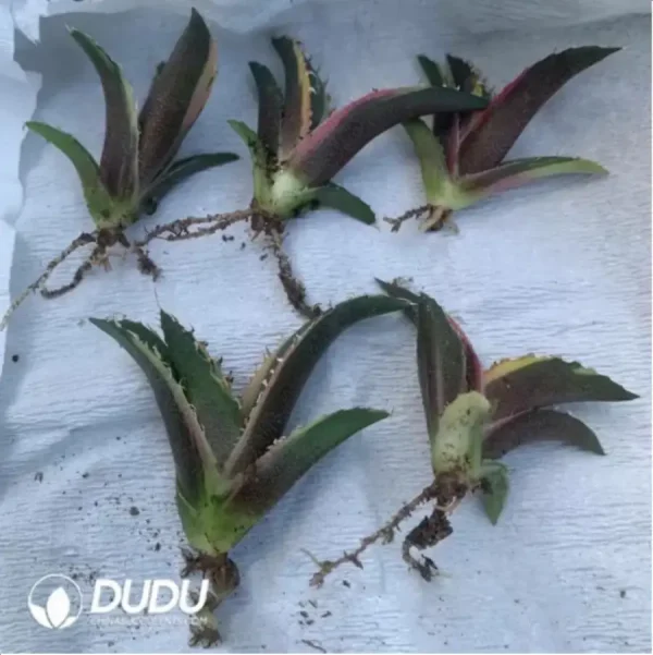 1756115800-1-1638.webp Agave Titanota White Whale Variegate - Image 1