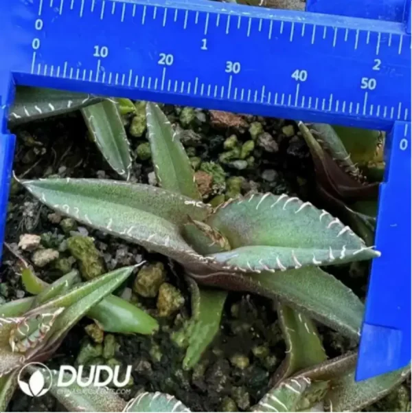 Agave Titanota White Row - Image 1