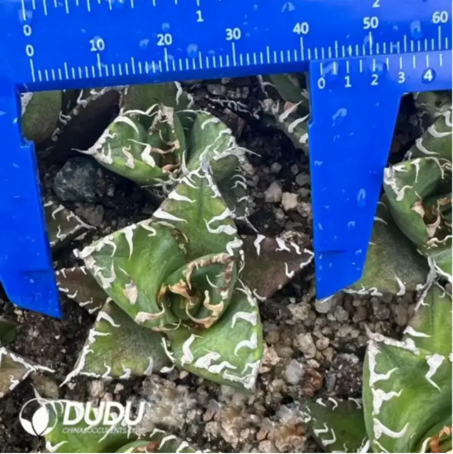 Agave Titanota Caesar (Small size) – Dudu Wholesale Rare Live