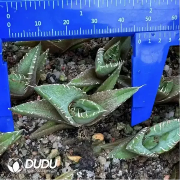 Agave Titanota Brave Troops - Image 1