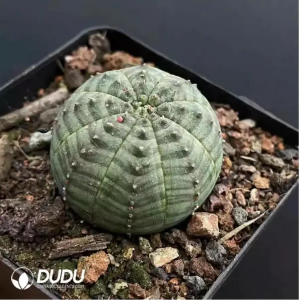 Euphorbia-Obesa - Image 1