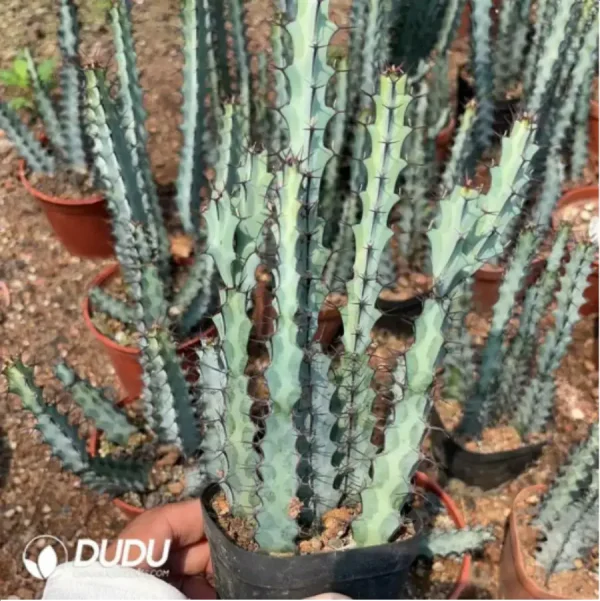 1756115811-1-1625.webp Euphorbia-Green Microunicorn(5 Pieces) - Image 1