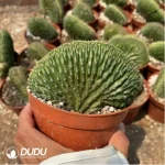 Cactus-Trichocereus Black Kong Cristata