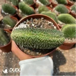 Cactus-Trichocereus Black Kong Cristata - Image 2