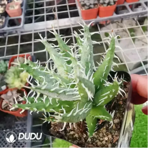 Aloe Erinacea - Image 1