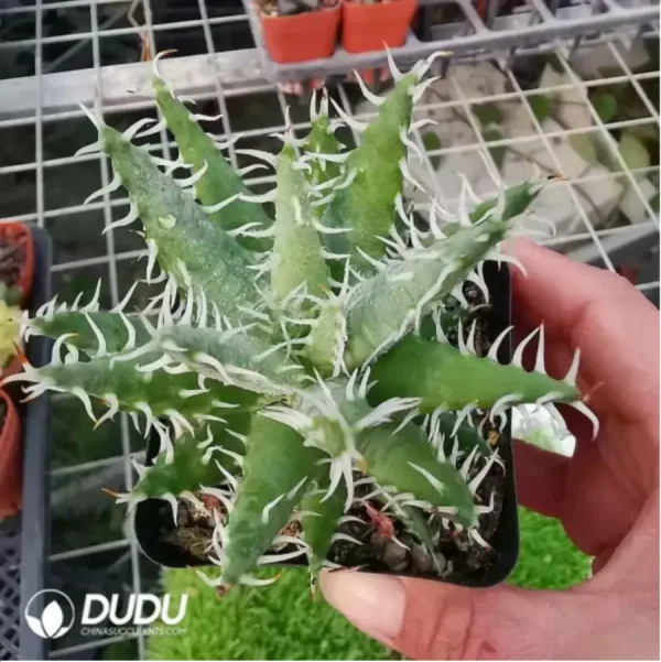 Aloe Erinacea - Image 2