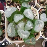 Haworthia Maughanii Vulture Peak