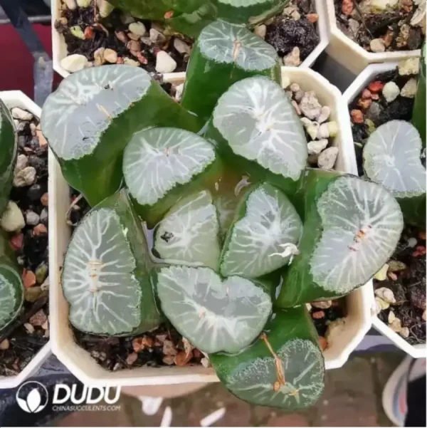 Haworthia Maughanii Vulture Peak - Image 1