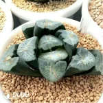 Haworthia Maughanii Vulture Peak - Image 2