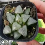 Haworthia Retusa Myojin