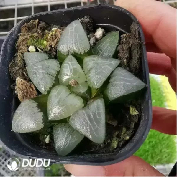 Haworthia Retusa Myojin - Image 1