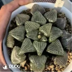 Haworthia Retusa Myojin - Image 2