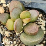 Adromischus Black Egg