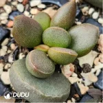 Adromischus Black Egg - Image 2