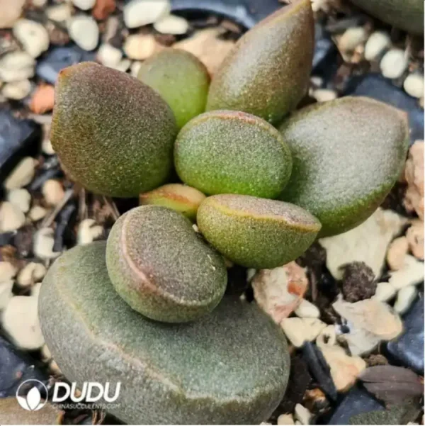 Adromischus Black Egg - Image 2