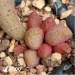 Adromischus Black Sauce