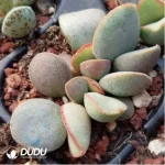 Adromischus White Eggs With Red Edges #74