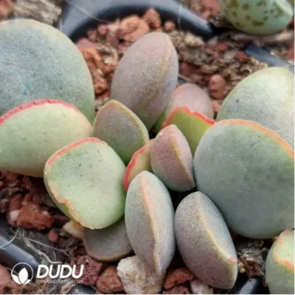 1756115834-2-1130.webp Adromischus White Eggs With Red Edges #74 - Image 2