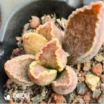 Adromischus Abalone