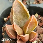 Adromischus Abalone - Image 2