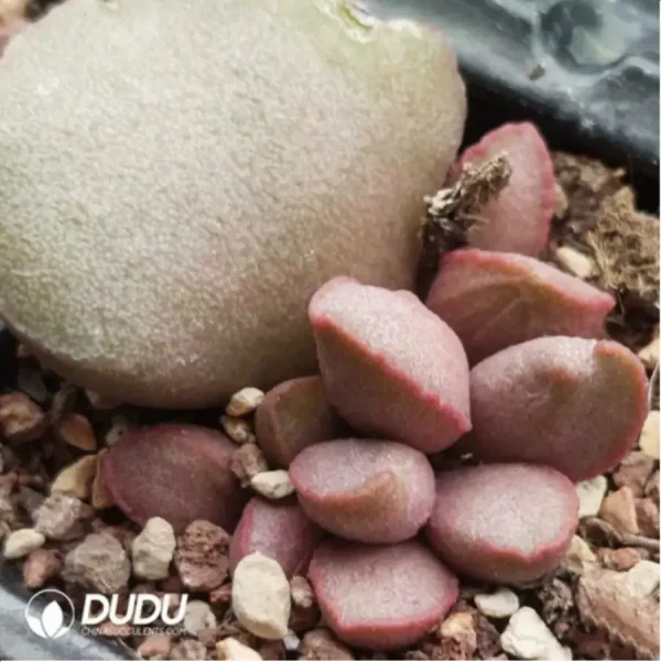 1756115842-1-1855.webp Adromischus Warm Egg Scrub - Image 1