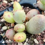 Adromischus Dinosaur Egg