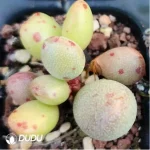 Adromischus Dinosaur Egg - Image 2