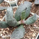 Adromischus Cat Ears