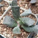 Adromischus Cat Ears - Image 2