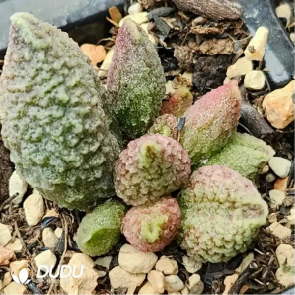 1756115852-1-1849.webp Adromischus Crimson Toad - Image 1