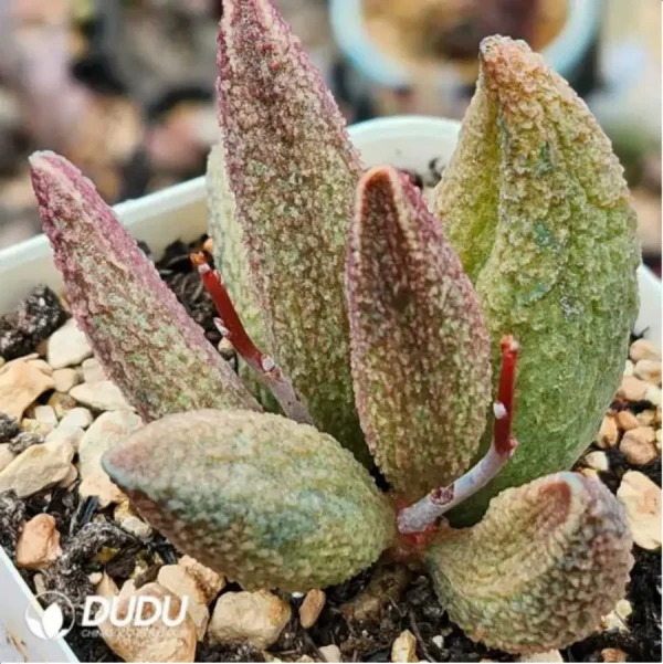 1756115853-1-1848.webp Adromischus Glacier Pile - Image 1