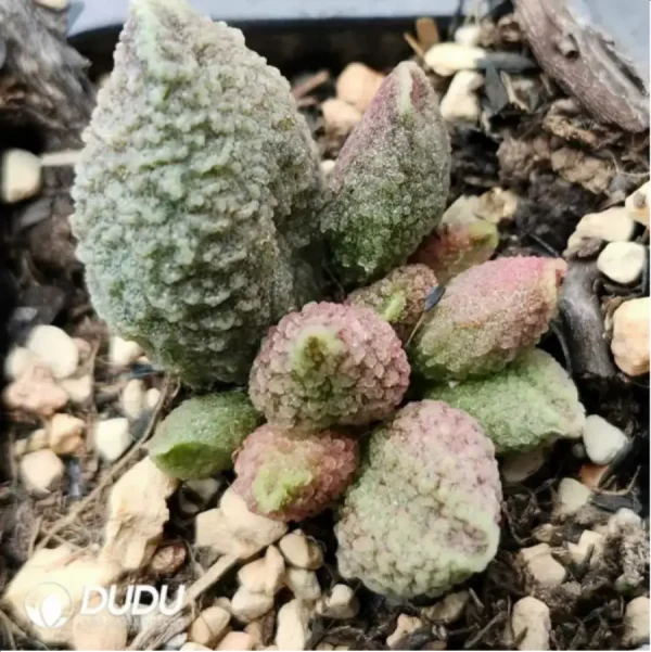 1756115853-2-1117.webp Adromischus Crimson Toad - Image 2